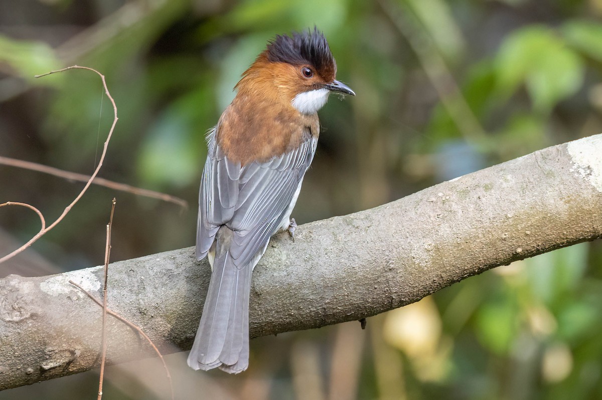 Chestnut Bulbul - ML645862624
