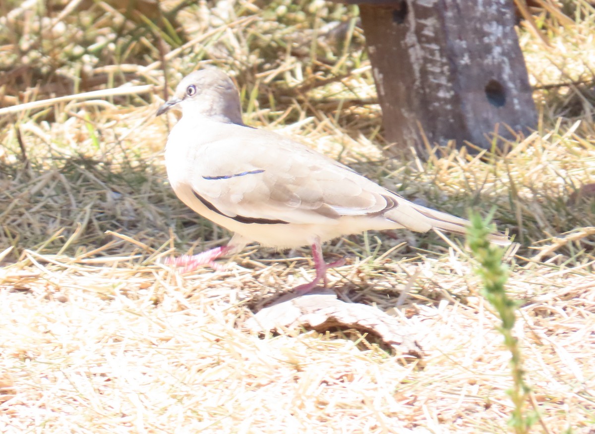 Picui Ground Dove - ML645862627