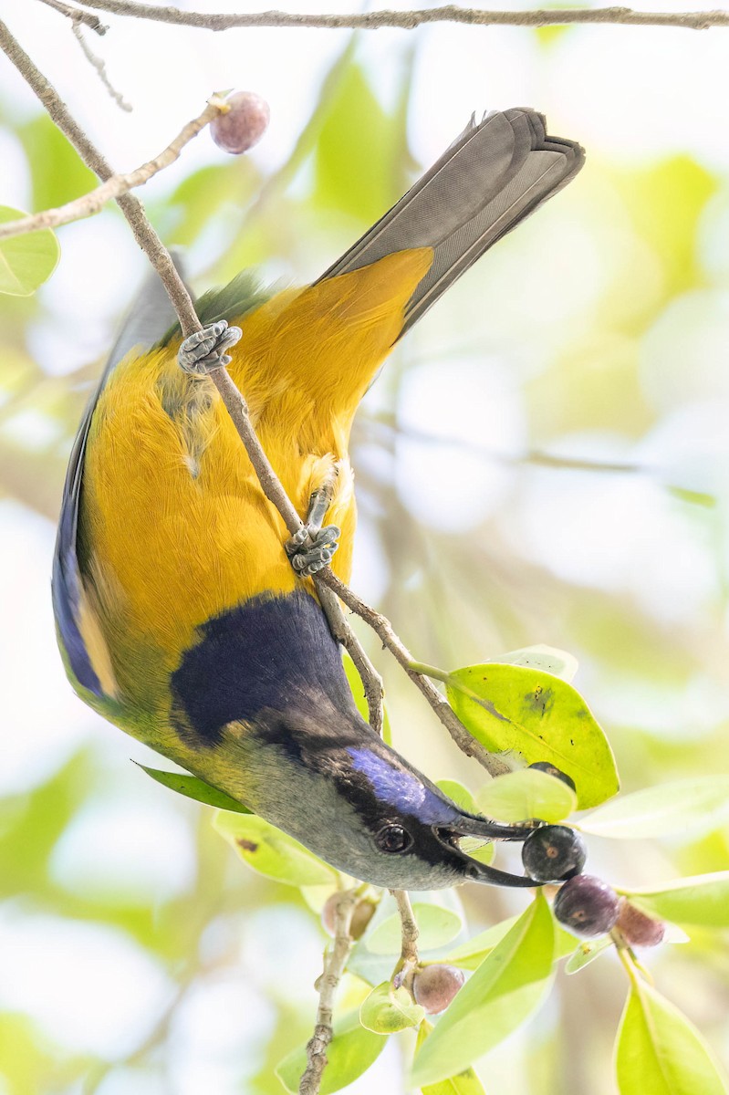 Orange-bellied Leafbird - ML645862629