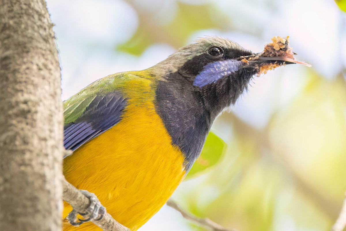 Orange-bellied Leafbird - ML645862630