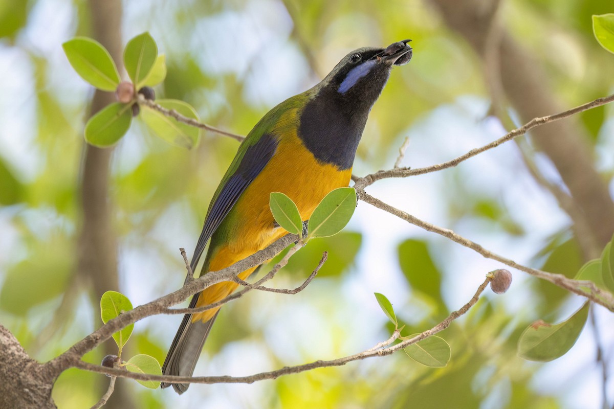 Orange-bellied Leafbird - ML645862631