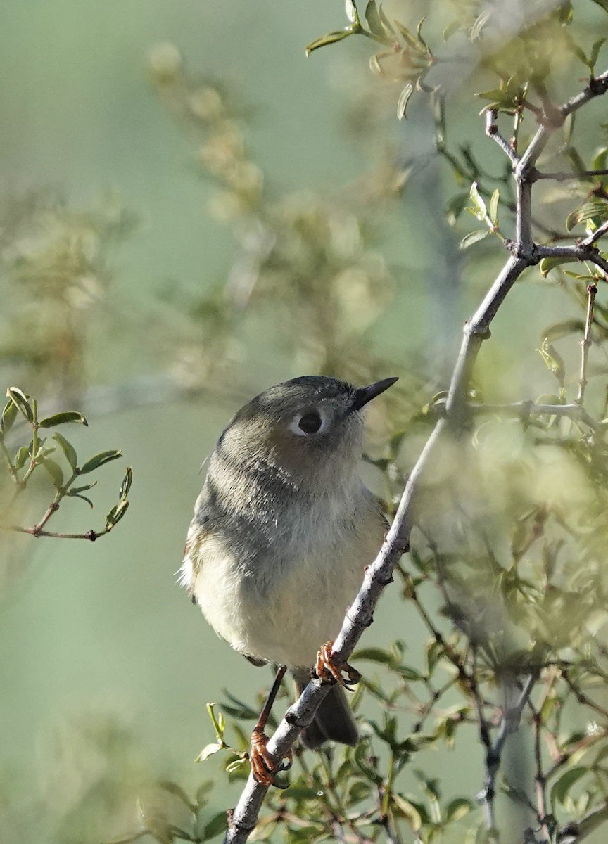 králíček americký - ML645862640