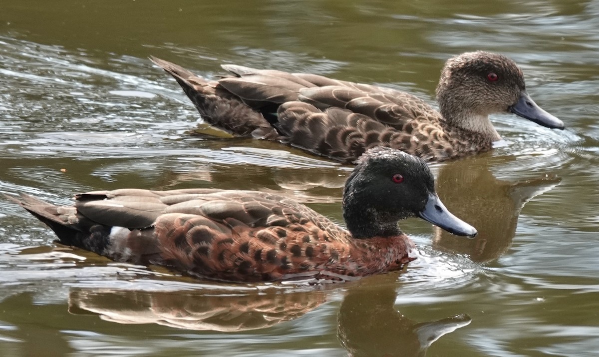 Chestnut Teal - ML645862642