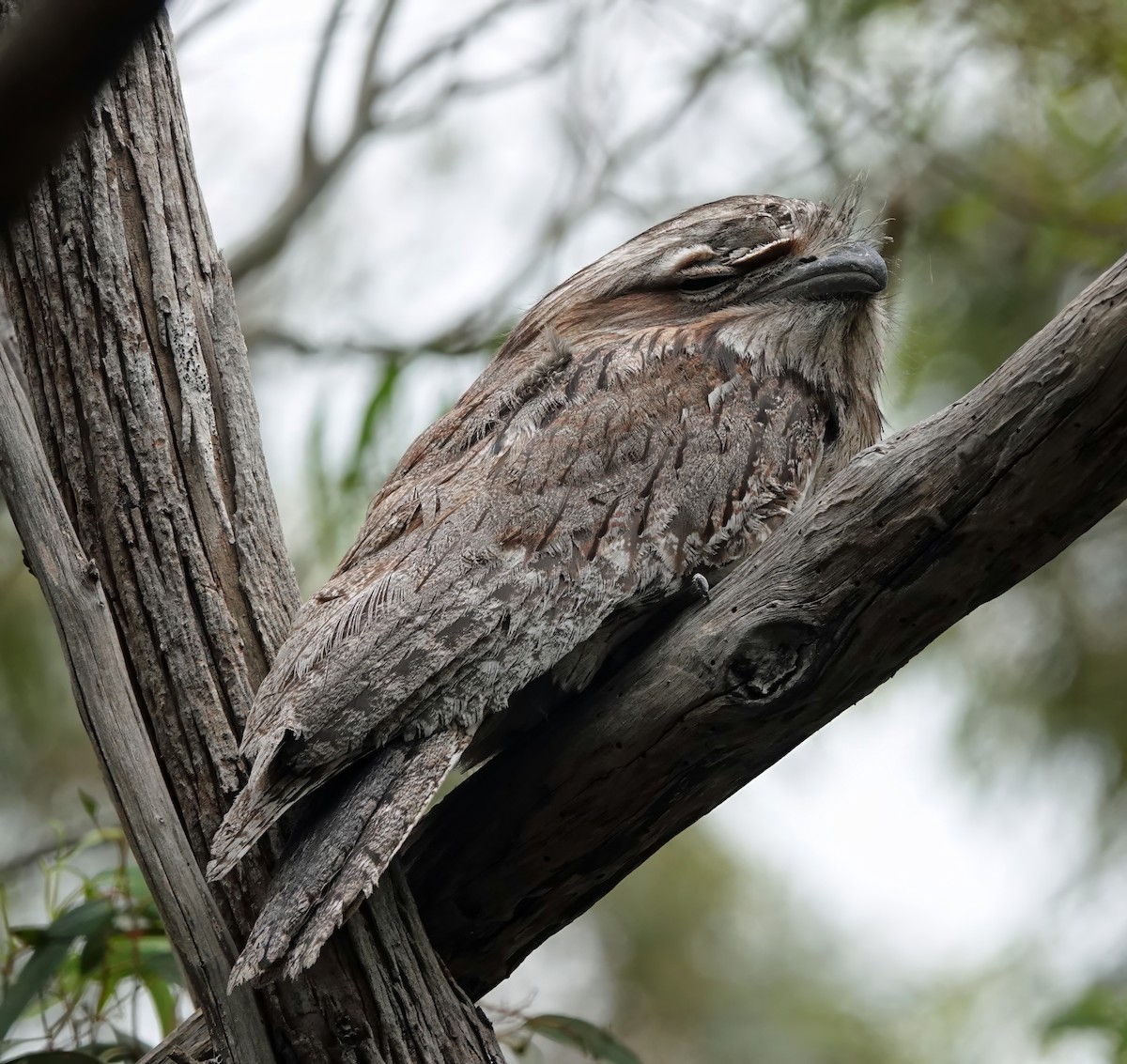 Avustralya Kocaağzı - ML645862644