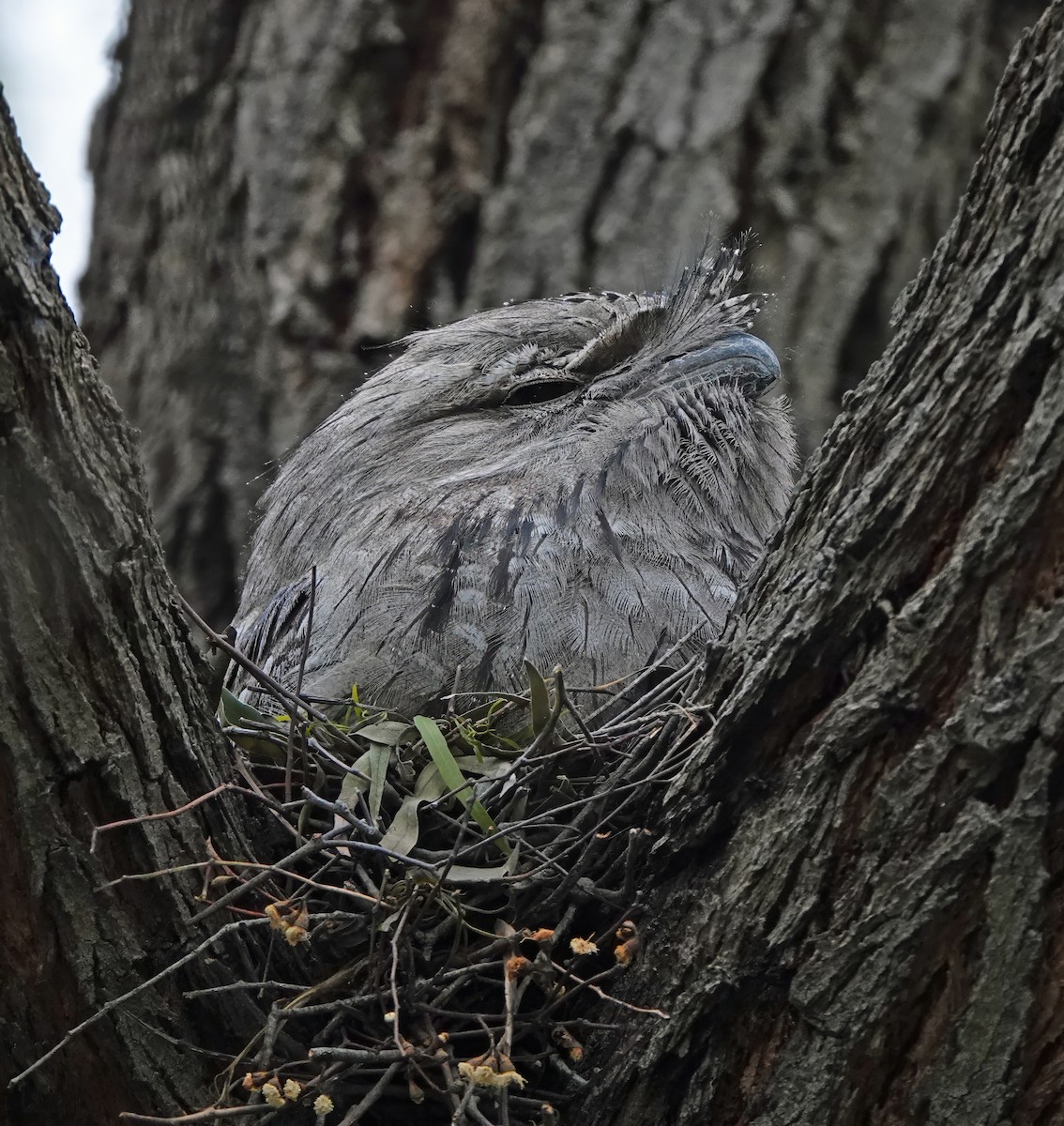 Avustralya Kocaağzı - ML645862645