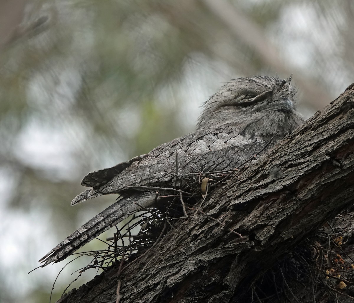 Avustralya Kocaağzı - ML645862646