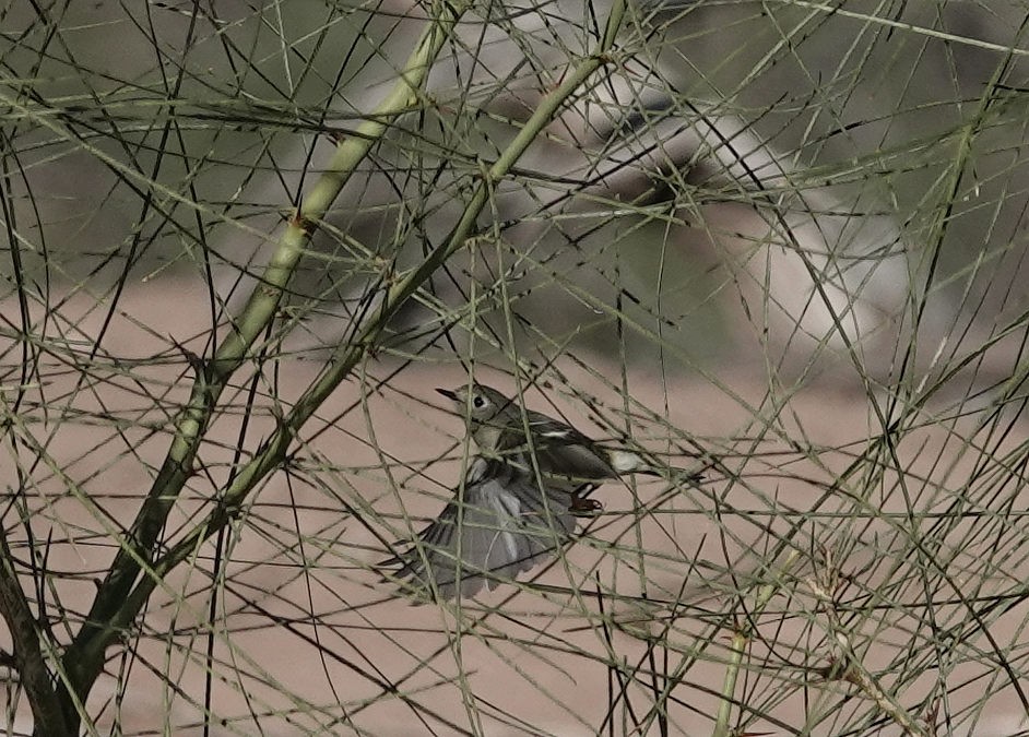 králíček americký - ML645862647