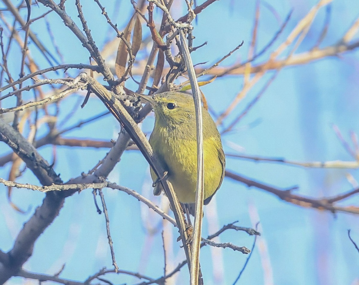 Orange-crowned Warbler - ML645862654