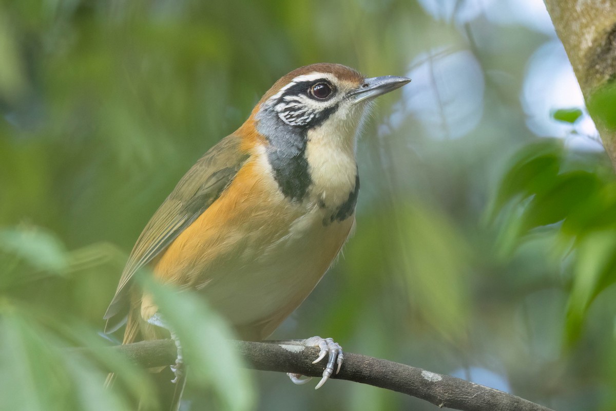 Greater Necklaced Laughingthrush - ML645862657