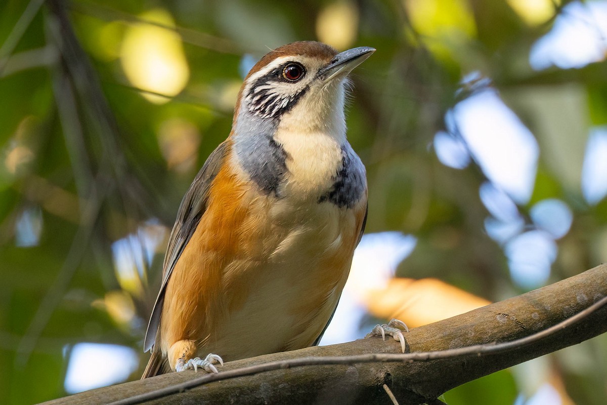 Greater Necklaced Laughingthrush - ML645862658