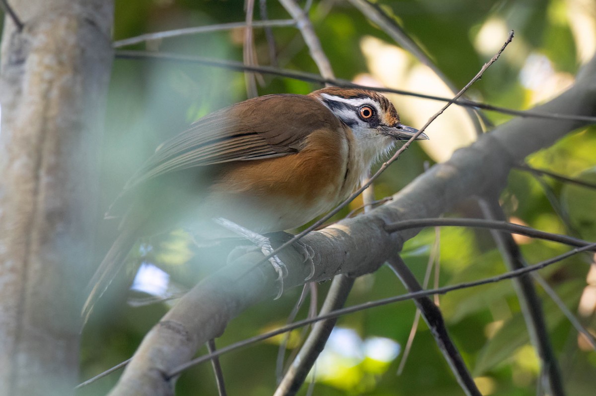 Lesser Necklaced Laughingthrush - ML645862668