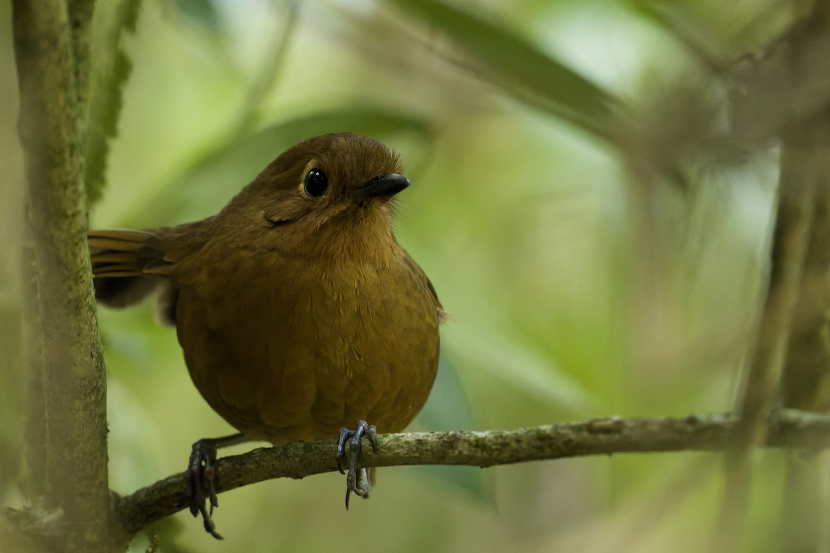 Panao Antpitta - ML645862669