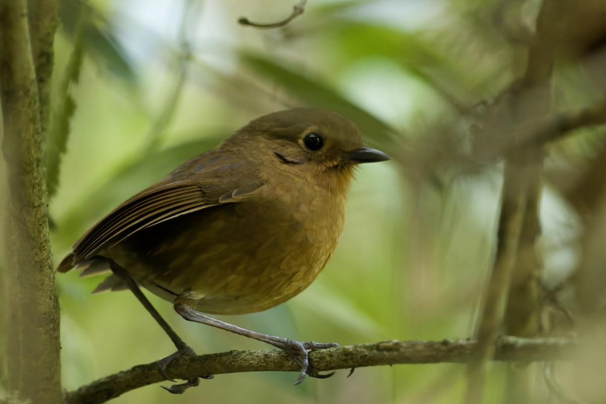 Panao Antpitta - ML645862670