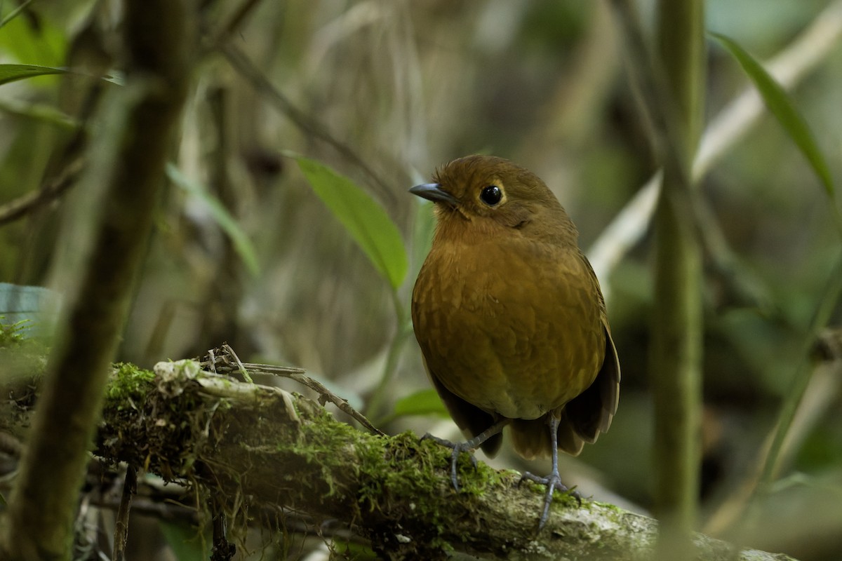 Panao Antpitta - ML645862671