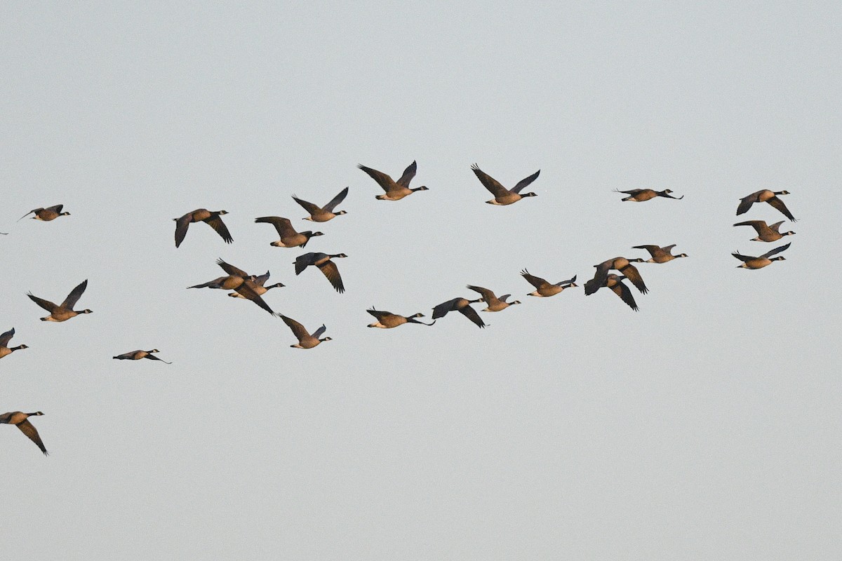 小加拿大雁 - ML645862693