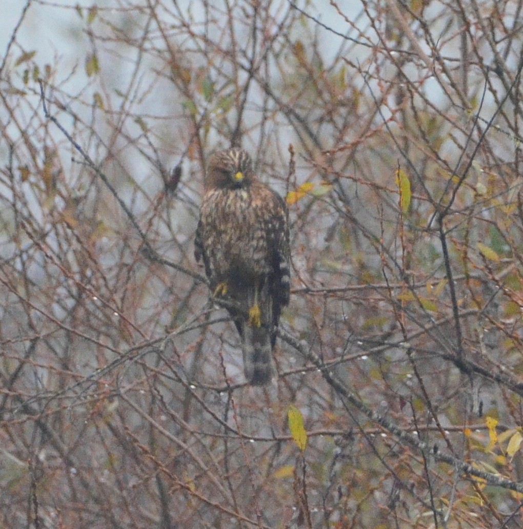 Red-shouldered Hawk - ML645862711