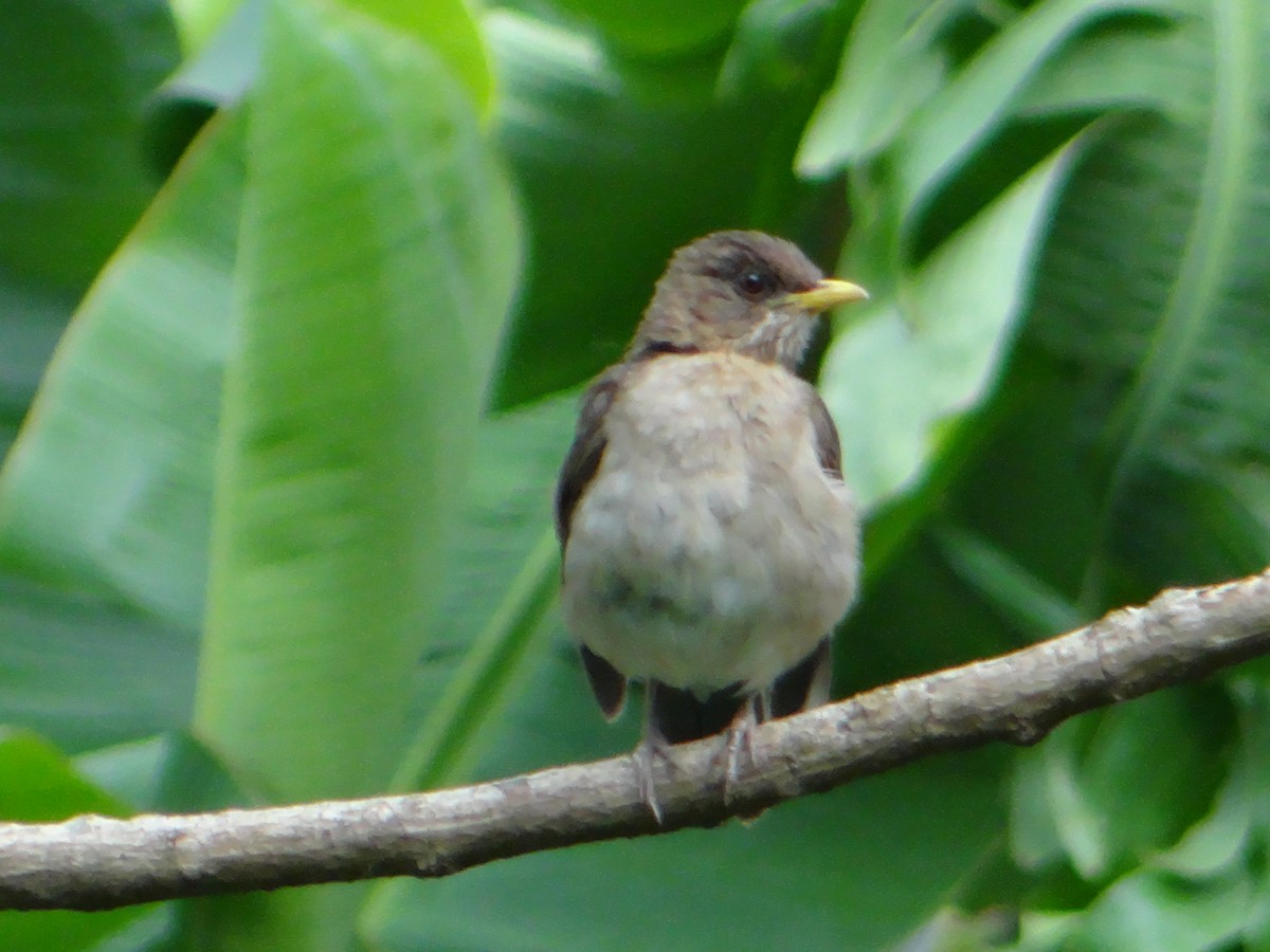 Creamy-bellied Thrush - ML645862712
