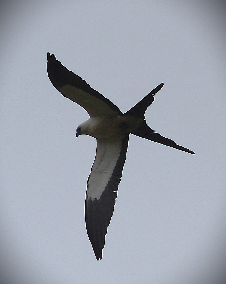Swallow-tailed Kite - ML645862716