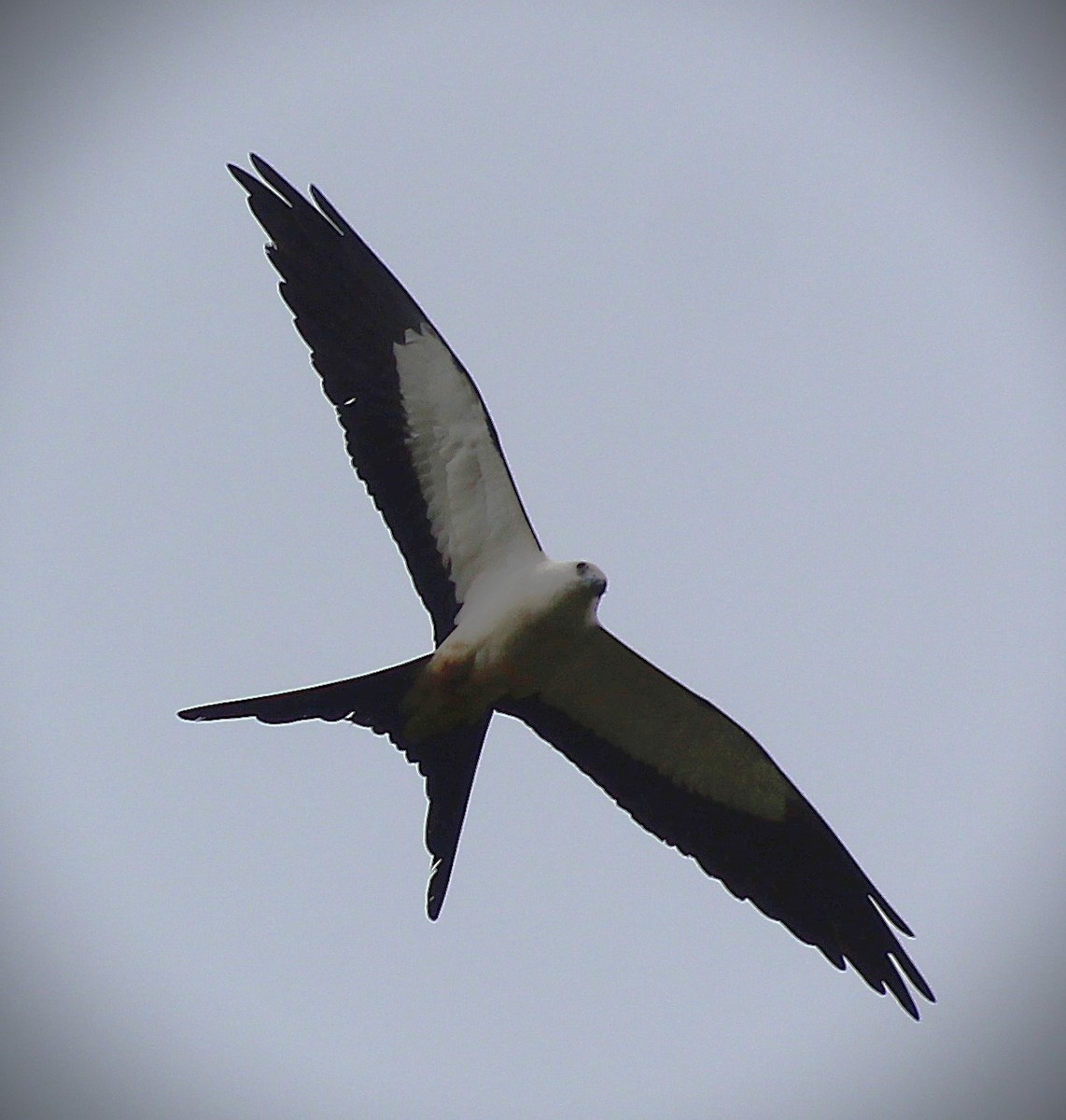 Swallow-tailed Kite - ML645862717