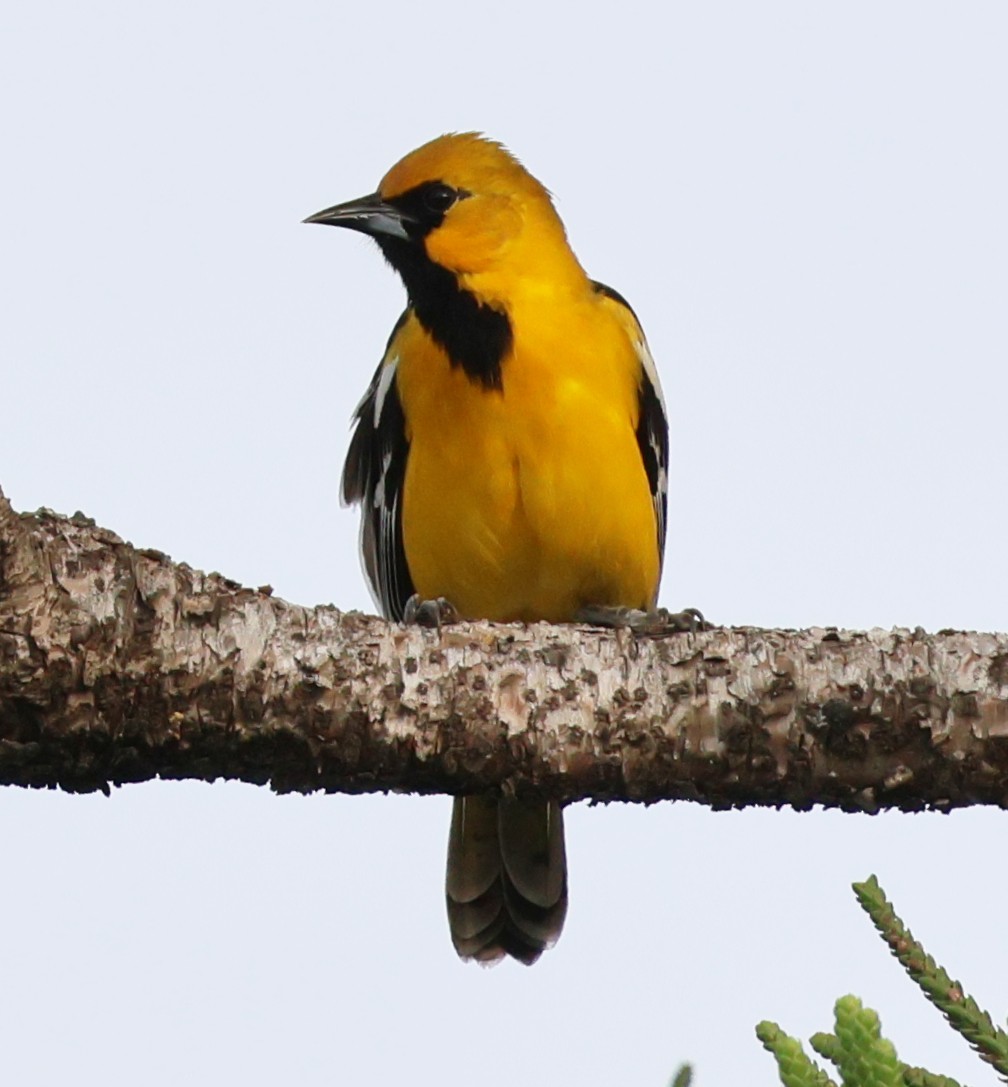 Altamira Oriole - ML645862720