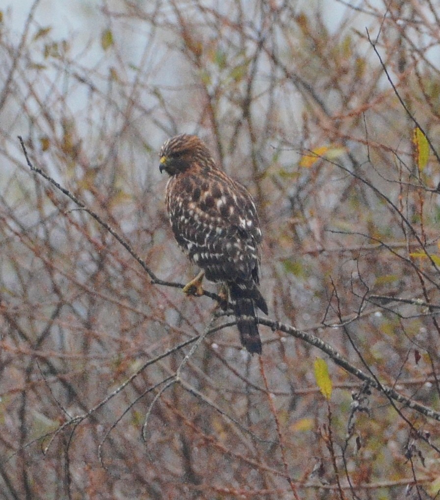 Red-shouldered Hawk - ML645862721