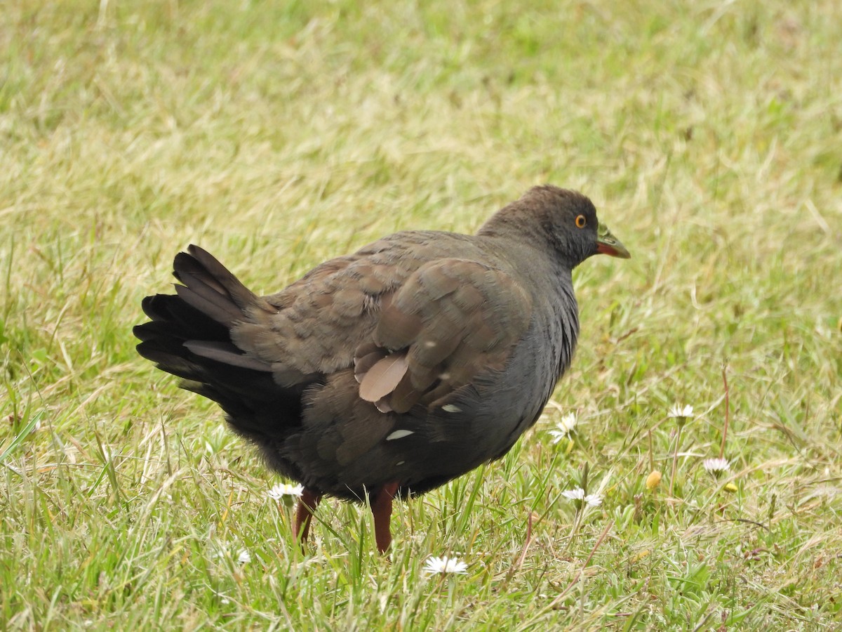 Black-tailed Nativehen - ML645862722
