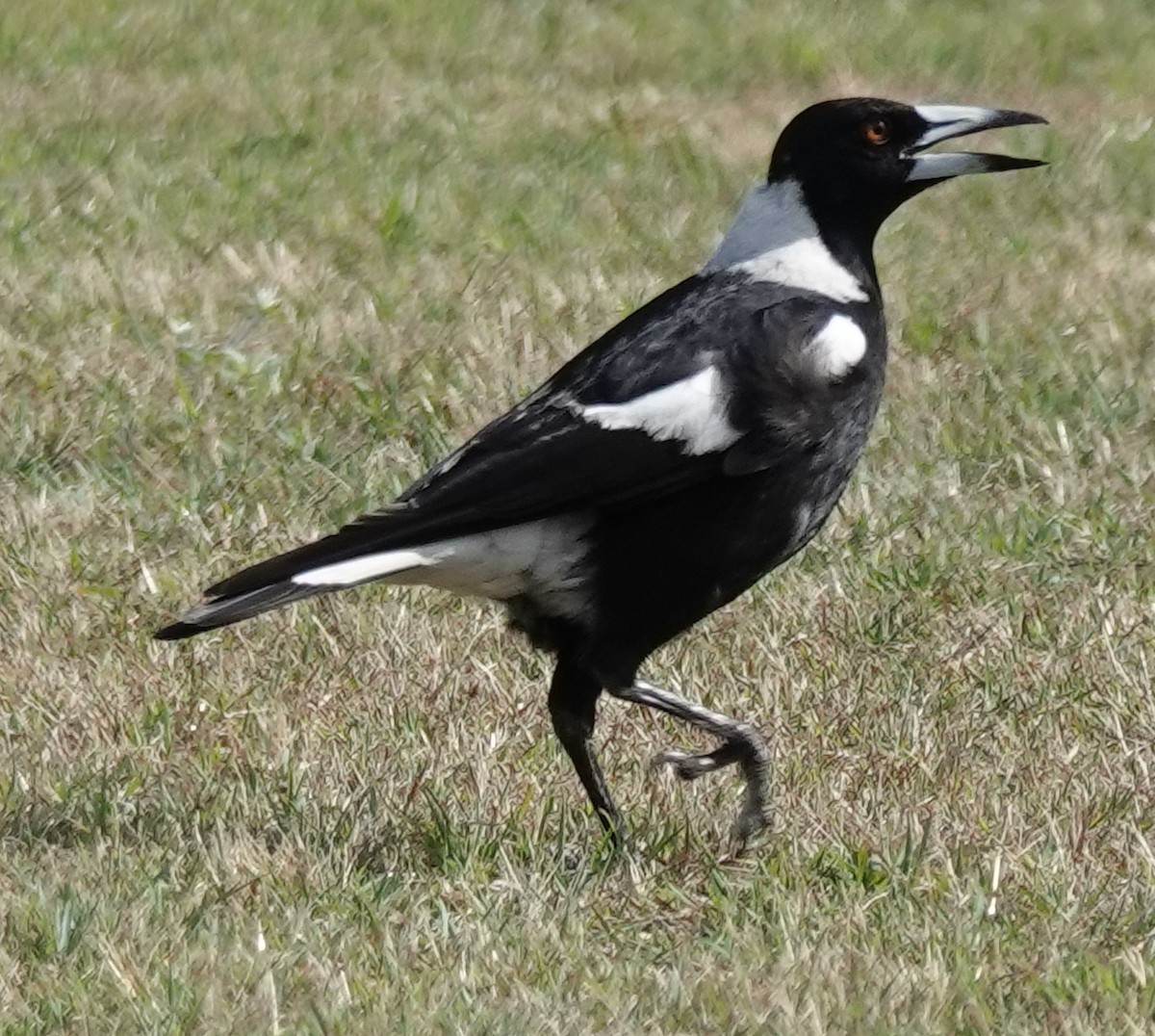 Australian Magpie (Black-backed) - ML645862723