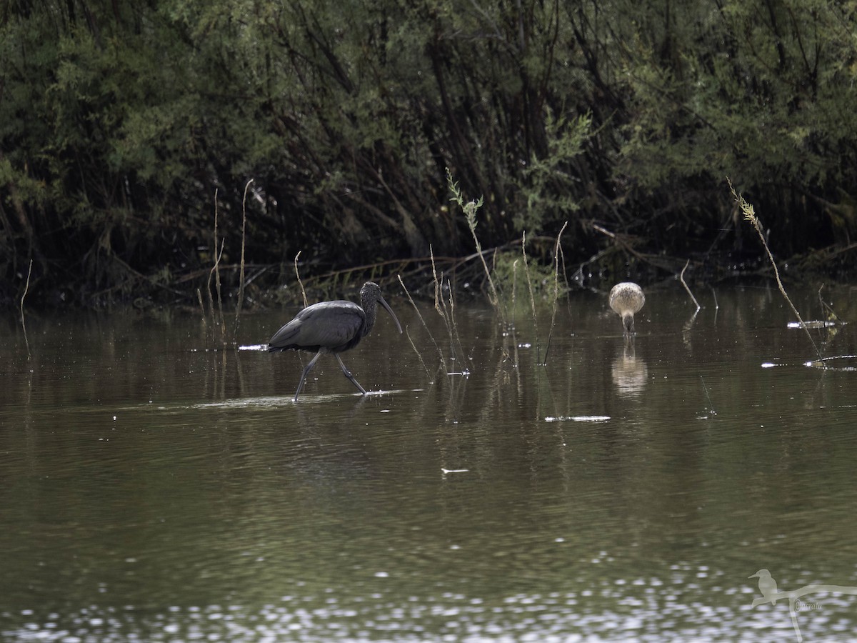 Glossy Ibis - ML645862725