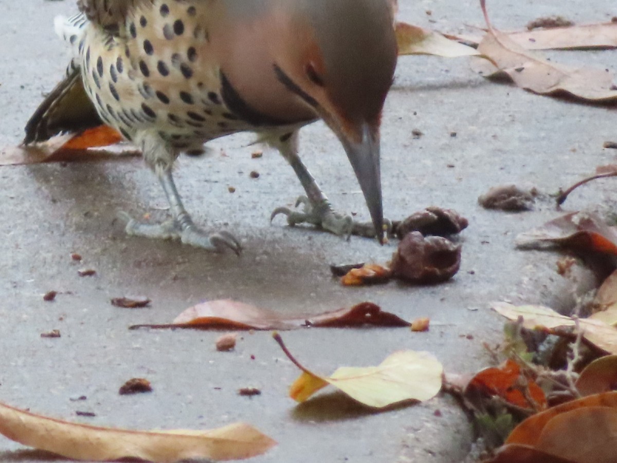 Northern Flicker - ML645862728