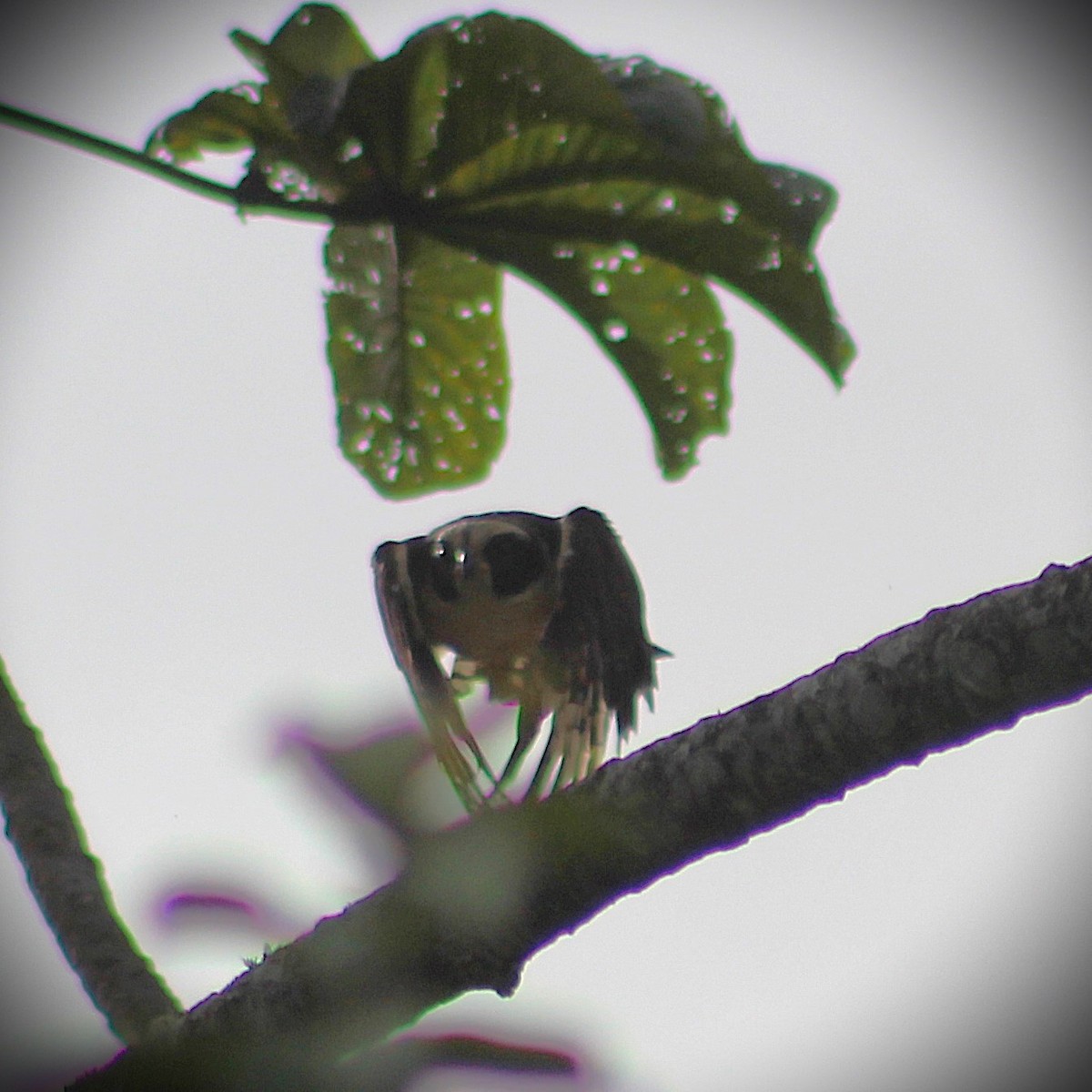 Laughing Falcon - ML645862729