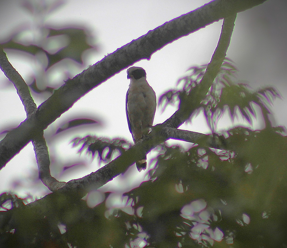 Laughing Falcon - ML645862730
