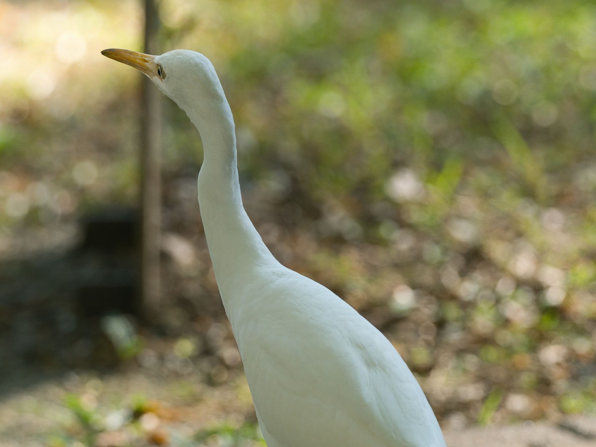 Eastern Cattle-Egret - ML645862731