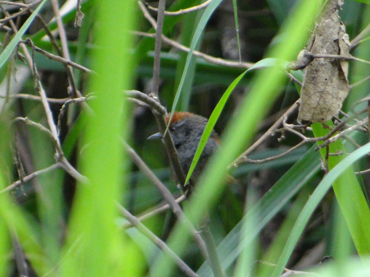 Spix's Spinetail - ML645862739