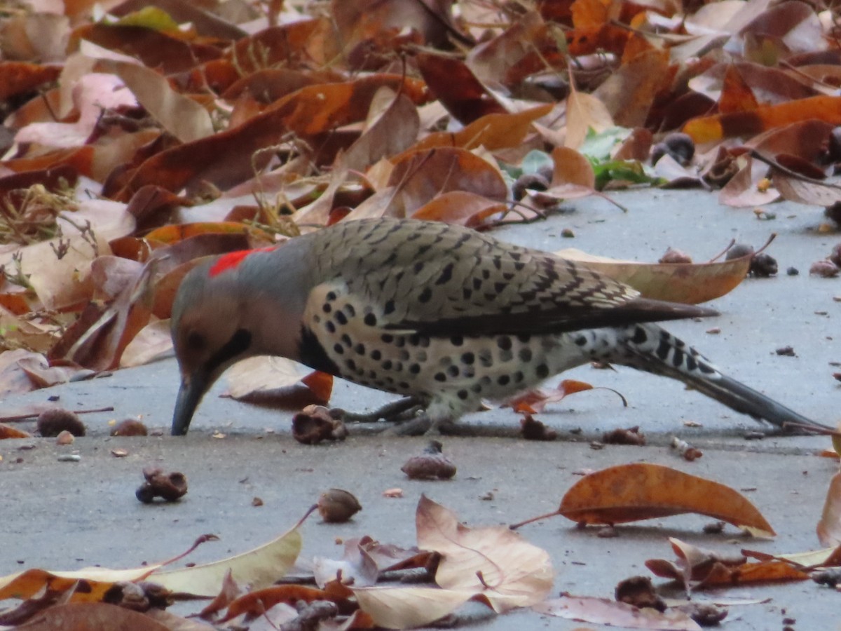 Northern Flicker - ML645862740