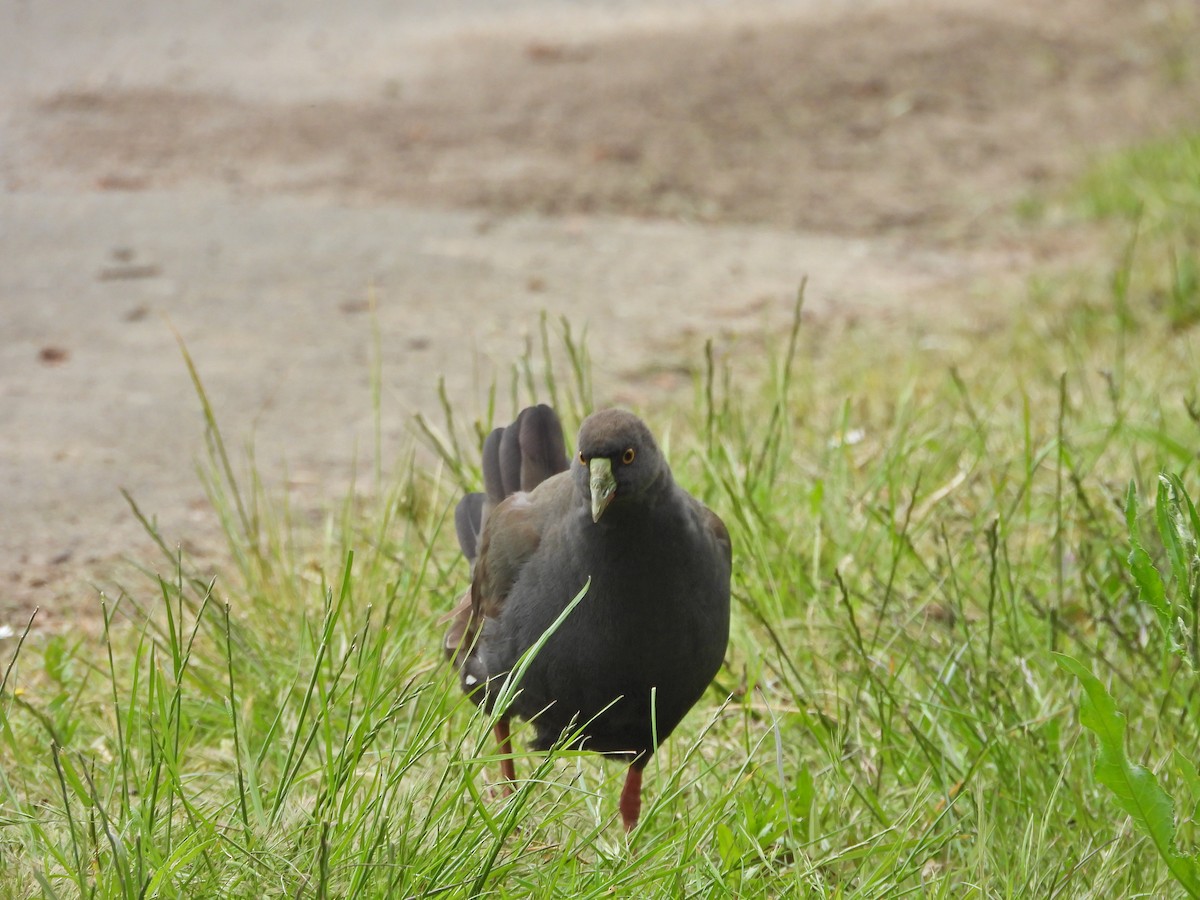 Black-tailed Nativehen - ML645862741