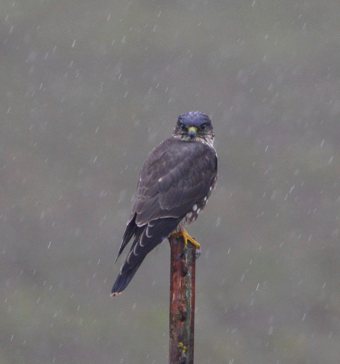 Merlin - ML645862742