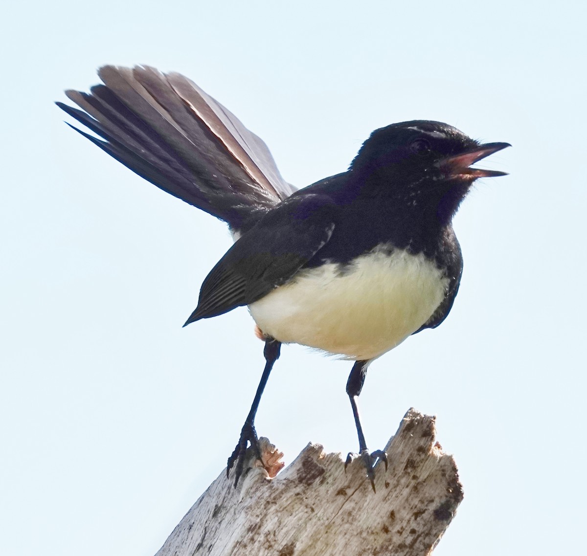 Willie-wagtail - ML645862743