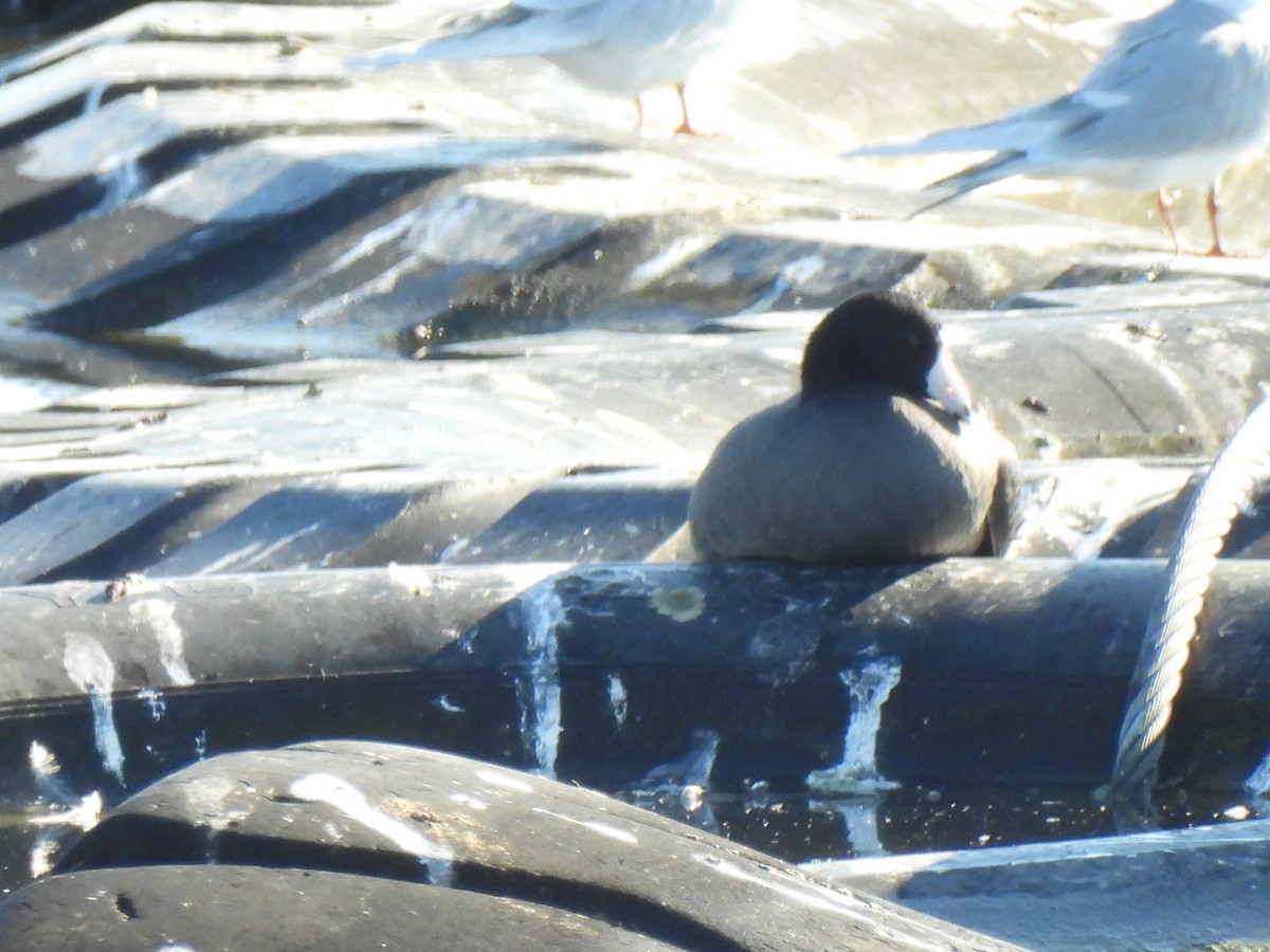 American Coot - ML645862744