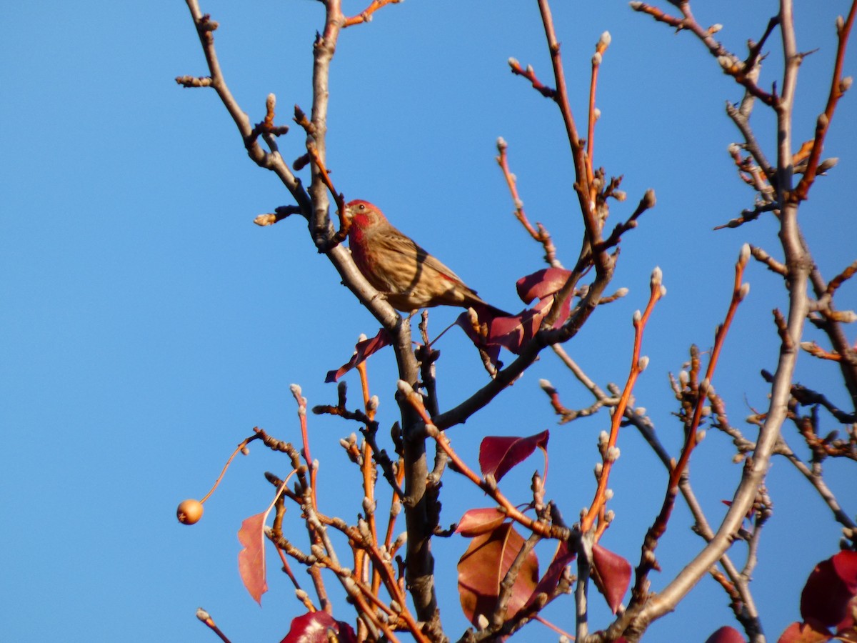 House Finch - ML645862745