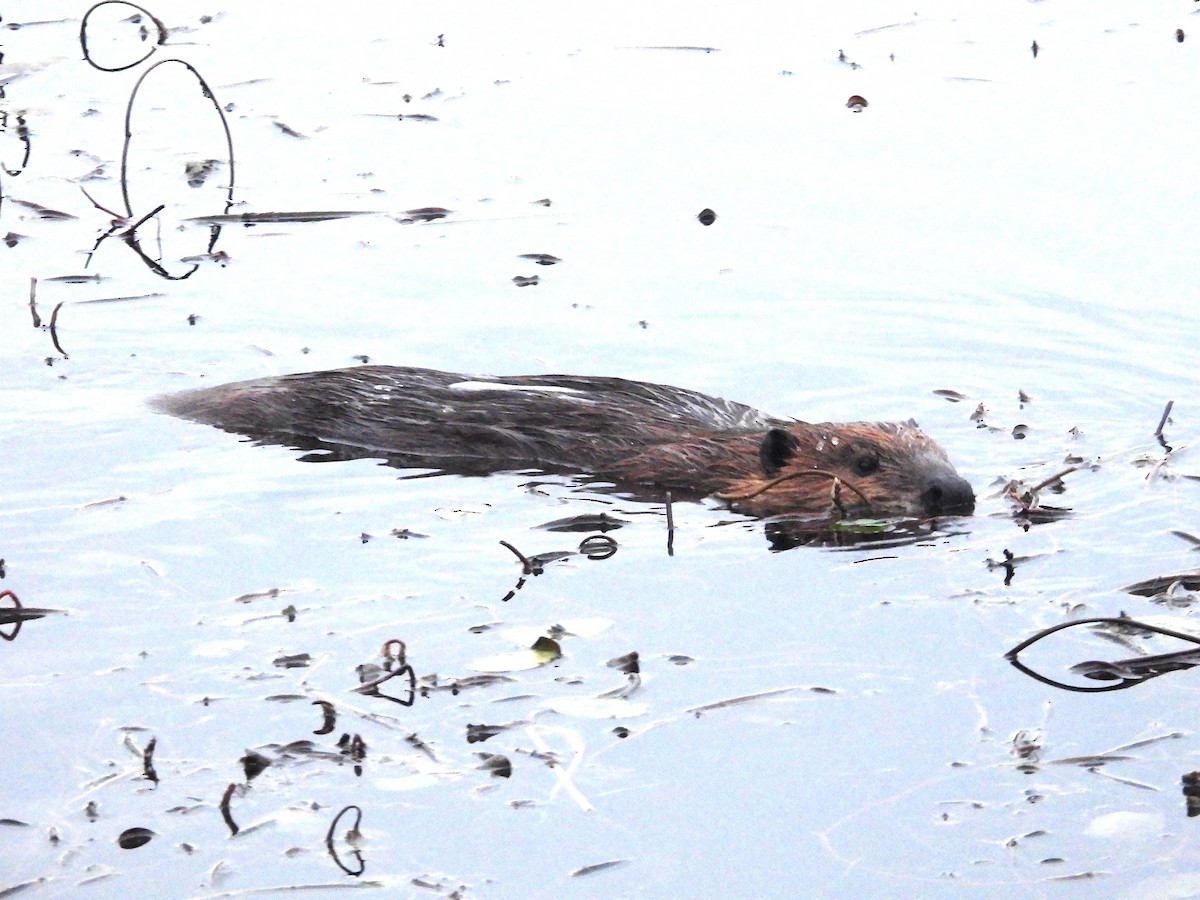 American Beaver - ML645862746