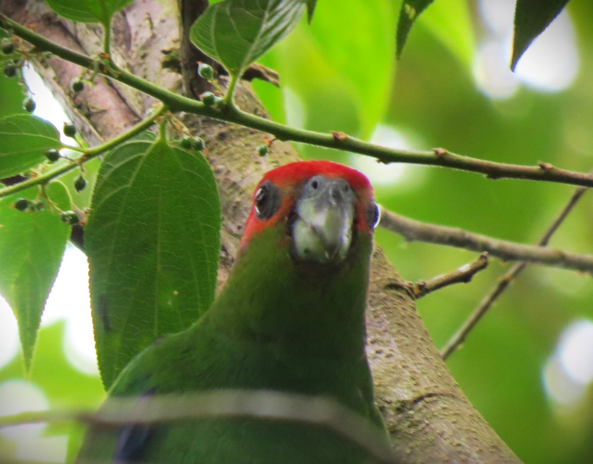 Pileated Parrot - ML645862747