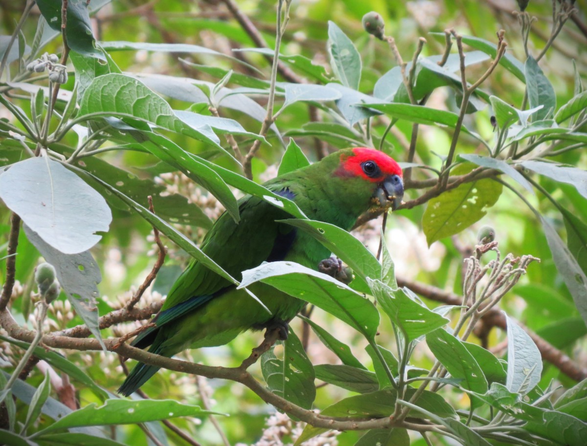 Pileated Parrot - ML645862748