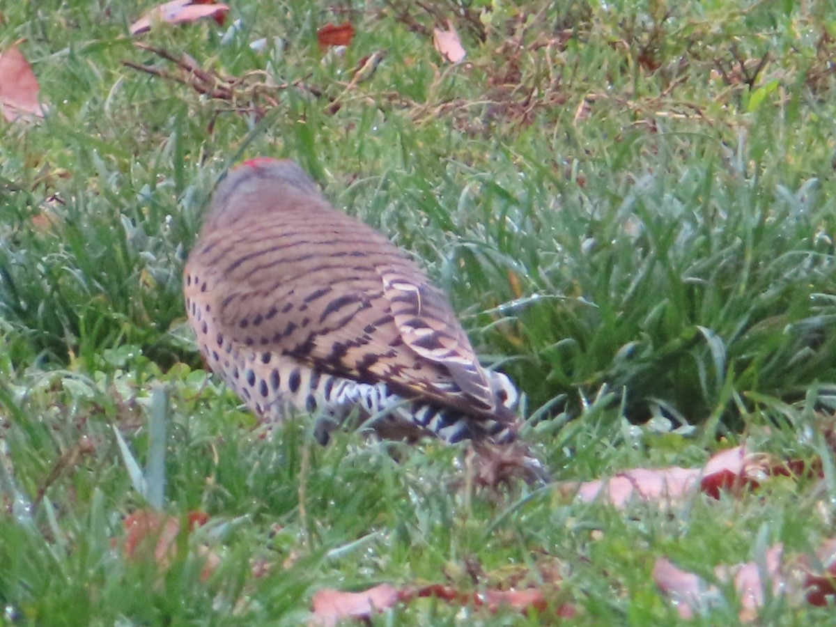 Northern Flicker - ML645862749