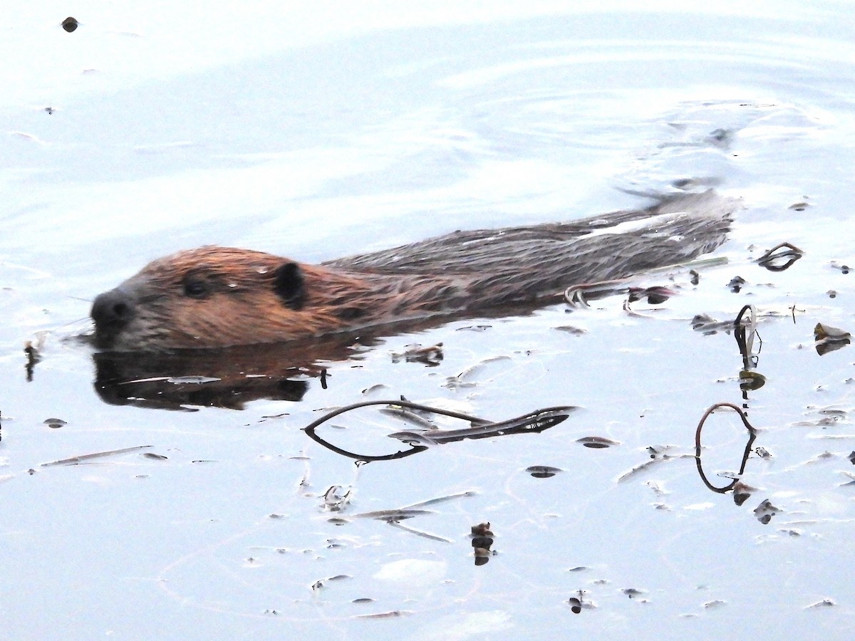 American Beaver - ML645862756