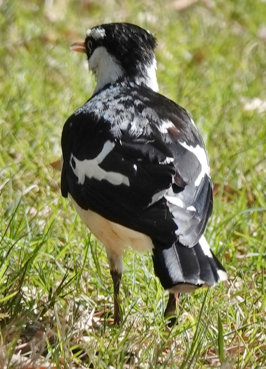 Magpie-lark - ML645862758