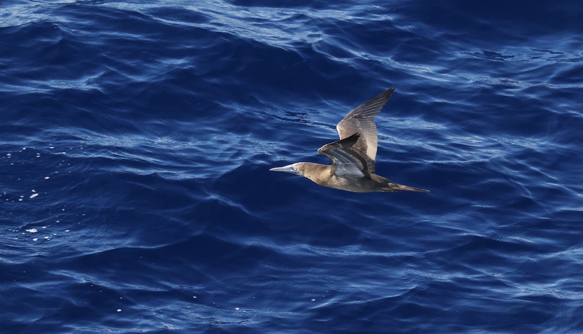 Brown Booby - ML645862759