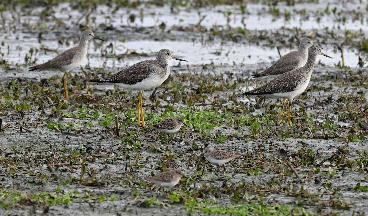 Greater Yellowlegs - ML645862761