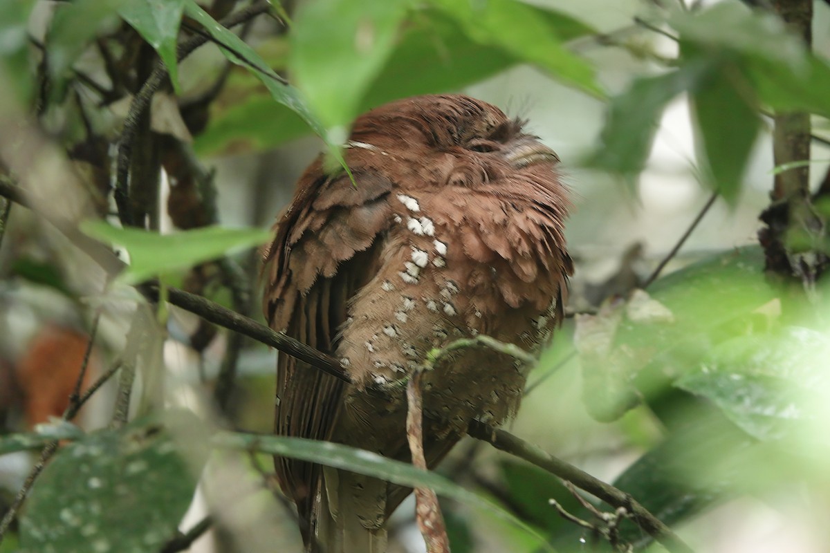 Sri Lanka Frogmouth - ML645862763