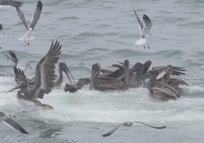 Brown Pelican - ML645862765