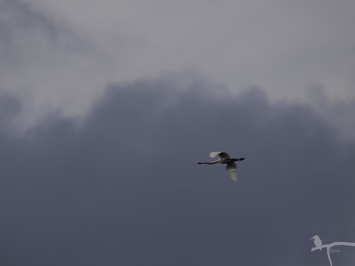 Eurasian Spoonbill - ML645862766